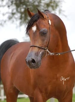 Psytadel horse Psytadel horse
