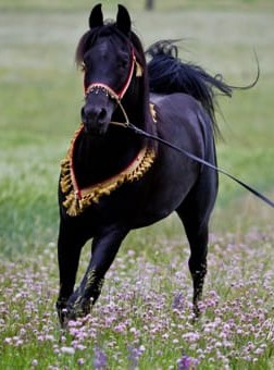 Zaraq El Amir BWA Zaraq El Amir BWA