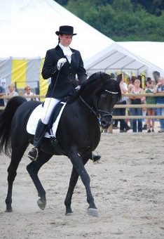 antar horse antar horse