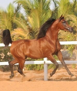 nayiel al khaled nayiel al khaled