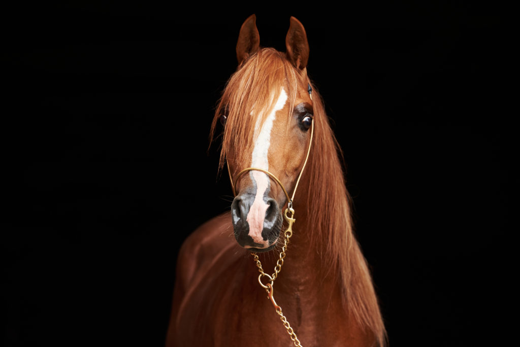 almanzah-arabians-juin-2021_2JT9398