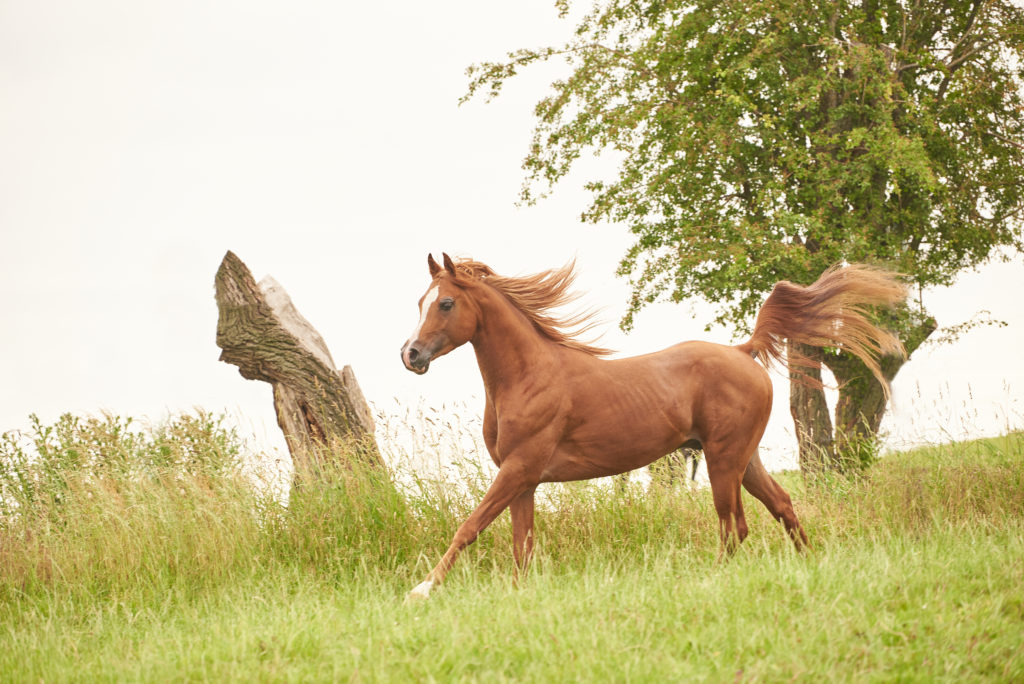 almanzah-arabians-juin-2021_2JT9467