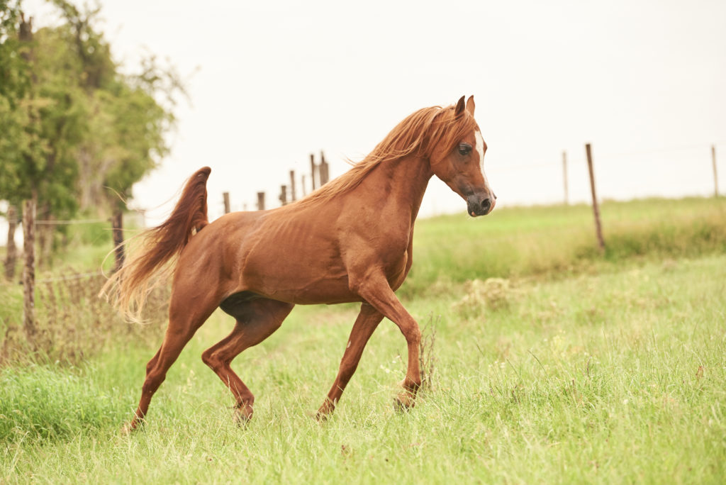 almanzah-arabians-juin-2021_2JT9550